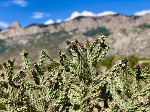 Cactus with Mountain in Background Stock Photos
