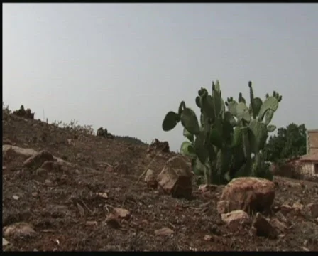 Cactus Mountain Stock Footage 517645