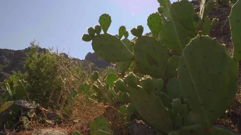 Cactus in the mountain Stock Footage 94986903