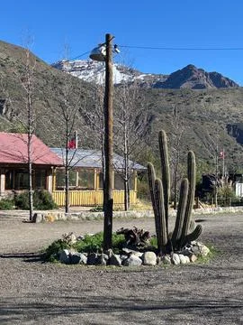 Cactus in a mountainous landscape Stock Photos