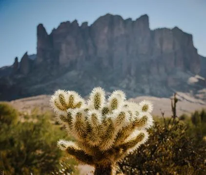 Cactus with Mountains Foto stock