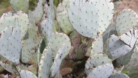 Cactus moving in 動画素材 88288109