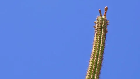 Cactus moving wind blue sky no clouds simple simplicity background sunny Spain Video stock 281597074