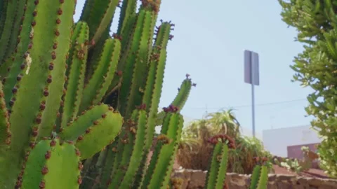Cactus moving wind desert vegetation no people Canary Islands Lanzarote Spain Stock Footage 281769903