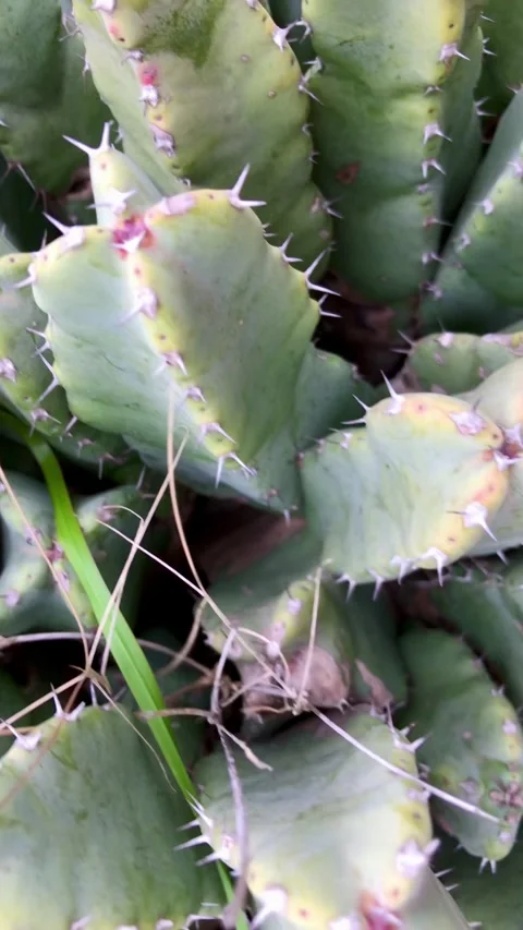 Cactus with multiple stems covered in thorns Stock-Footage 316594389