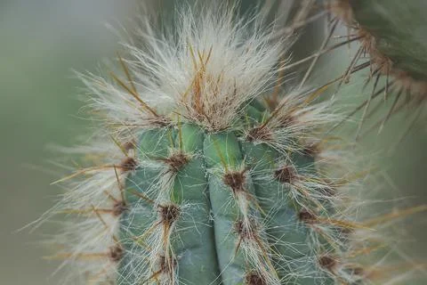 The cactus in nature has sharp spines. Stock Photos