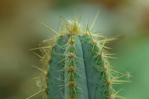 Cactus in nature The sharp thorns. Stock Photos