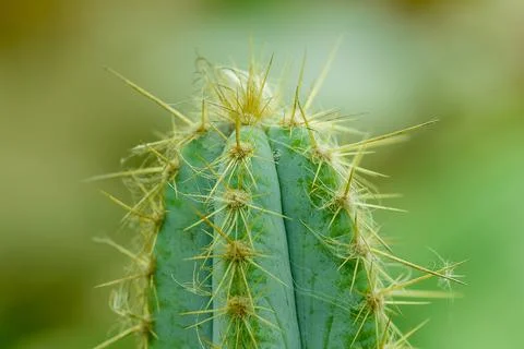 Cactus in nature The sharp thorns. Stock Photos