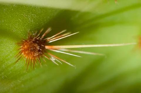 Cactus needle in close up Stock Photos
