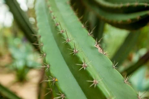 Cactus needles close-up Stock Photos