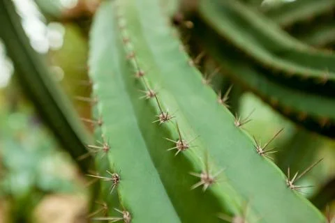 Cactus needles close-up Stock Photos