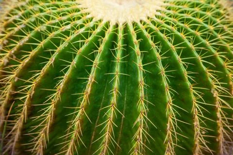 Cactus needles close-up Stock Photos