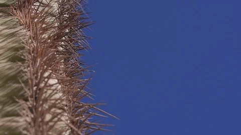 Cactus needles close up slow tilt up Stock Footage 82912751