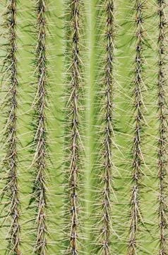 Cactus needles Foto stock