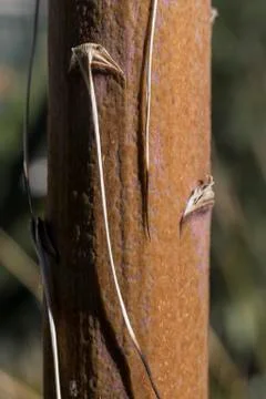 Cactus needles Foto stock