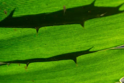 Cactus needles Stock Photos