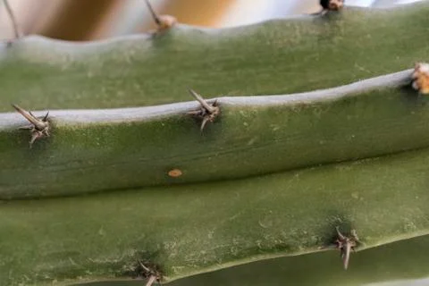 Cactus needles Stock Photos