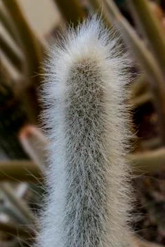 Cactus needles Stock Photos