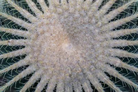 Cactus needles Stock Photos