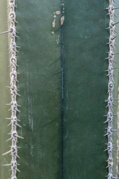 Cactus needles Stock Photos