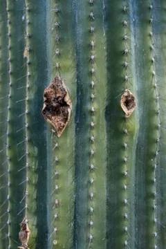 Cactus needles Stock Photos