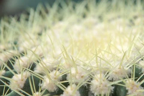 Cactus needles. Vegetable background. Stock Photos