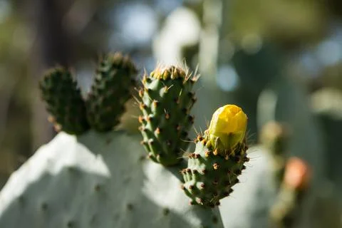 Cactus Opuntia close up Stock Photos
