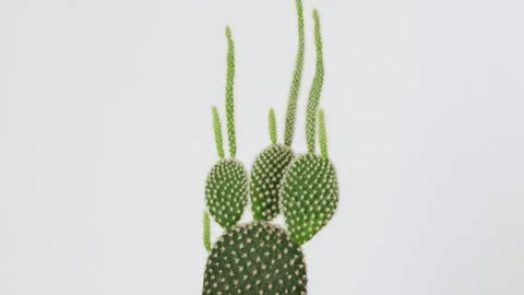Cactus Opuntia Microdasys With Neutral Background Stock Footage 327648991