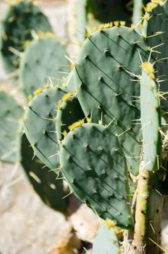 Cactus Opuntia Stock Photos
