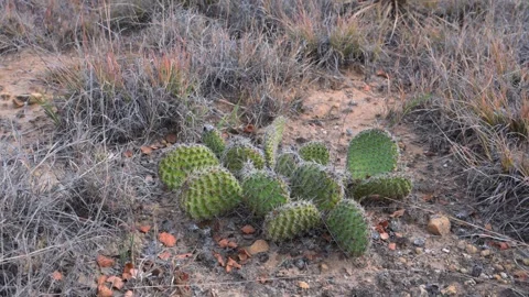 Cactus Opuntia polyacantha (Plains Prickly Pear). This cold hardy cactus sp.. Stock Footage 339026006