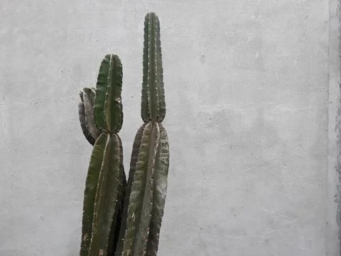 Cactus or Cactaceae plants in front of the yard or public park 스톡 사진