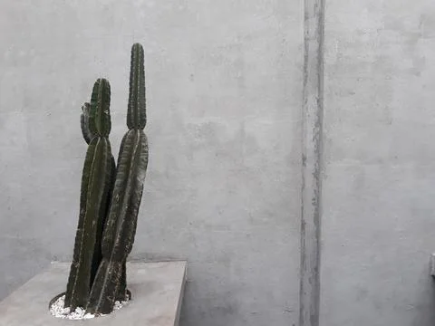 Cactus or Cactaceae plants in front of the yard or public park 스톡 사진