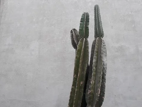 Cactus or Cactaceae plants in front of the yard or public park 스톡 사진