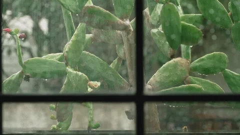 Cactus outside the window on a rainy day. Tropical climate cloudy weather on the Stock Footage 293535775