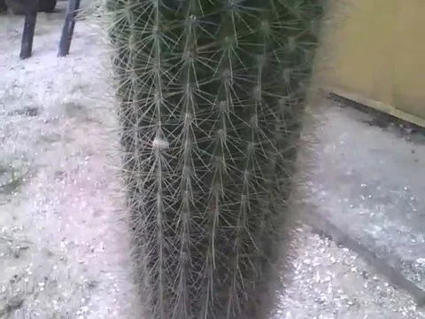 This cactus is over 1 meter, look the size, filmed in the botanical garden Stock Footage 162679387