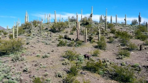 Cactus Overlook Stock Footage 126826834