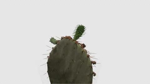 Cactus pad grows from parent pad, time lapse, alpha channel, 4K. Stock Footage 196922848
