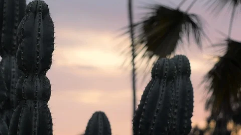Cactus PalmTrees Dusk EDITED01 Stock Footage 92086257