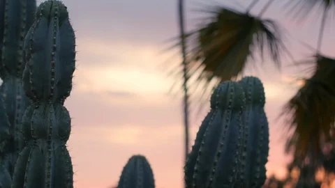 Cactus PalmTrees Dusk EDITED02 Stock Footage 92086274