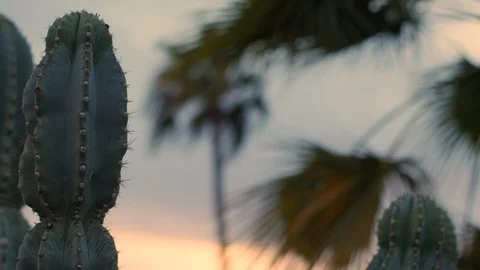 Cactus PalmTrees Dusk EDITED02 Stock Footage 92086277