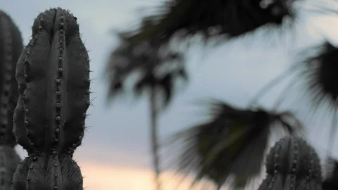 Cactus PalmTrees Dusk Stock Footage 92084943