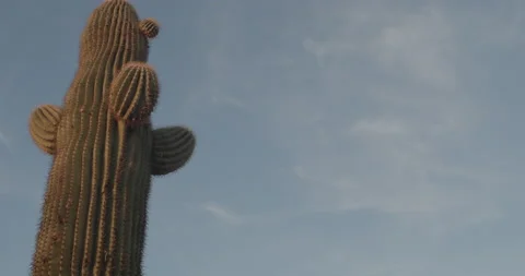 Cactus pan down Stock Footage 166015080