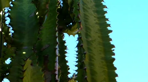 Cactus pan Stock Footage 488924