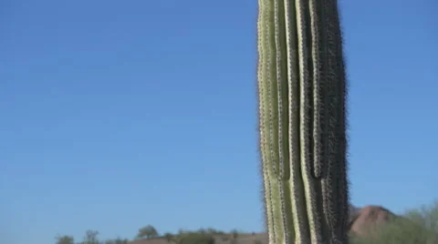 Cactus Pan up Trunk  Stock Footage 65428805