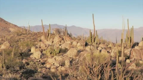 Cactus panorama Stock Footage 11193901