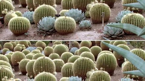 Cactus Panovision Stock Footage 624005