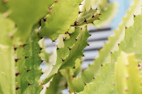 Cactus in the park. Stock Photos