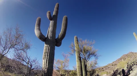 Cactus park time lapse sun movement Stock-Footage 23320306