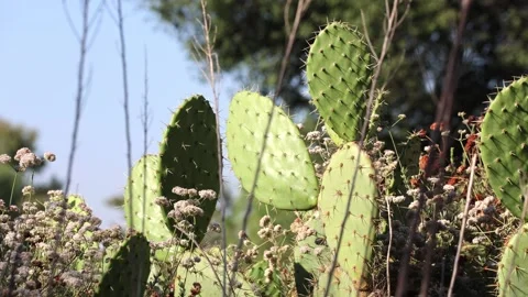 Cactus Park With Trees In Sunlight Stock Footage 335255423