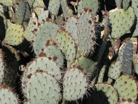 Cactus patch Foto stock